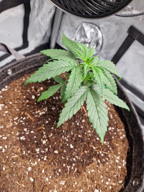 Cookies & Citrus Chronicles. Week 3