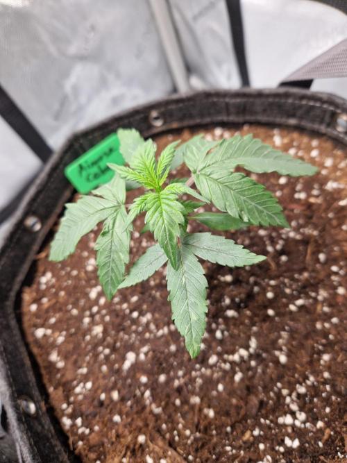 Cookies & Citrus Chronicles. Week 3