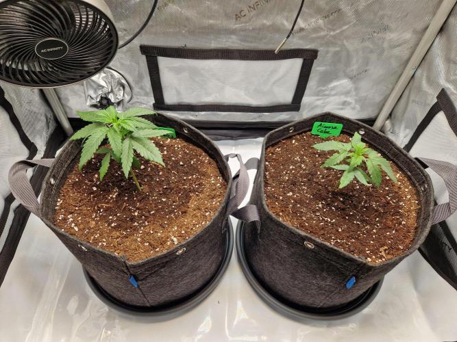 Cookies & Citrus Chronicles. Week 3