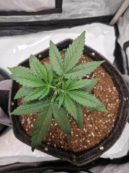 Cookies & Citrus Chronicles. Week 4