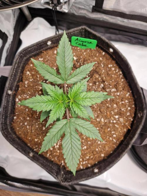 Cookies & Citrus Chronicles. Week 4