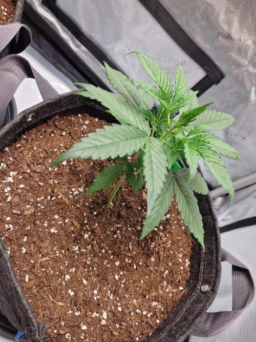 Cookies & Citrus Chronicles. Week 4