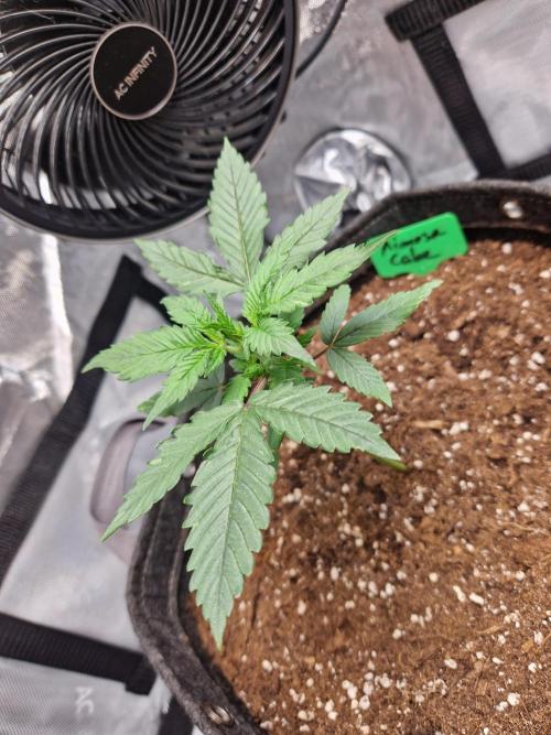 Cookies & Citrus Chronicles. Week 4