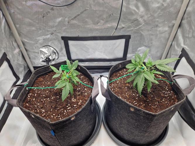 Cookies & Citrus Chronicles. Week 4