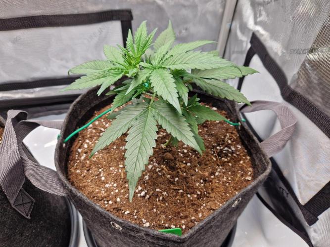 Cookies & Citrus Chronicles. Week 4
