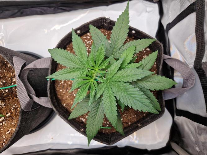 Cookies & Citrus Chronicles. Week 4