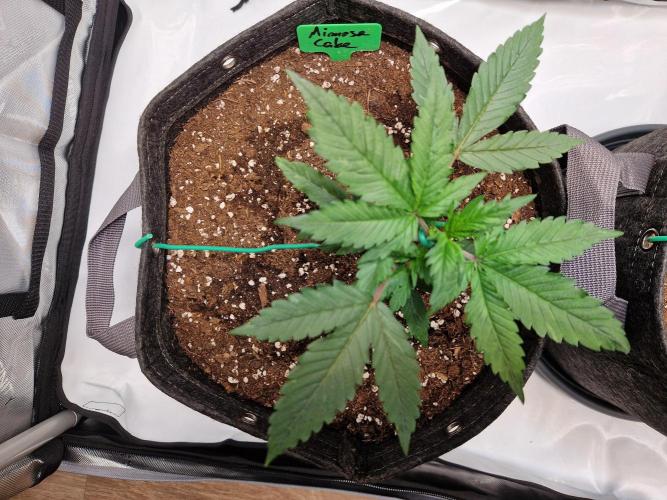 Cookies & Citrus Chronicles. Week 4