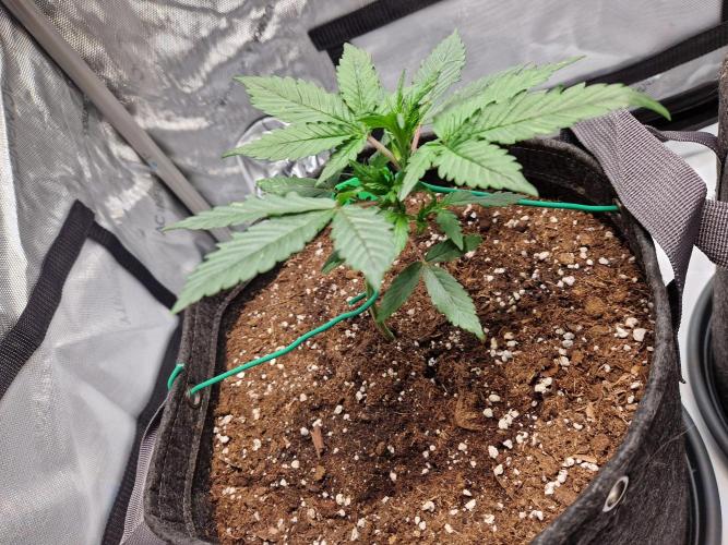 Cookies & Citrus Chronicles. Week 4