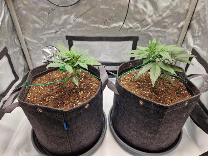 Cookies & Citrus Chronicles. Week 4