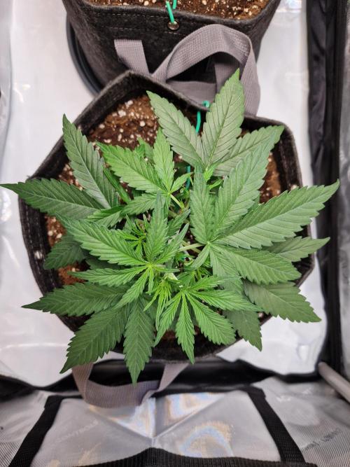 Cookies & Citrus Chronicles. Week 4