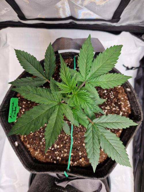 Cookies & Citrus Chronicles. Week 4