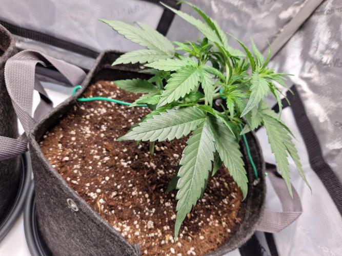 Cookies & Citrus Chronicles. Week 4