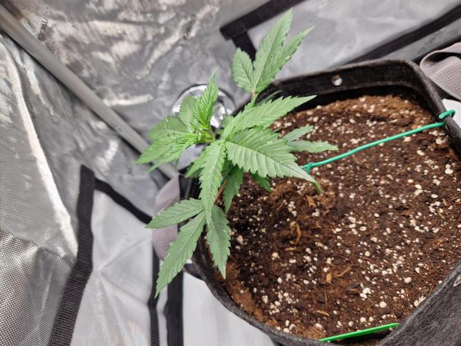 Cookies & Citrus Chronicles. Week 4