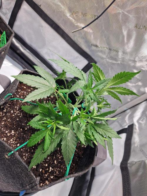 Cookies & Citrus Chronicles. Week 4