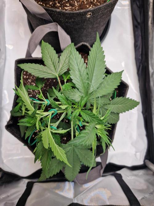 Cookies & Citrus Chronicles. Week 4