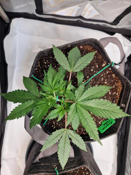 Cookies & Citrus Chronicles. Week 4
