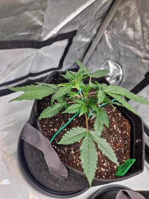 Cookies & Citrus Chronicles. Week 4