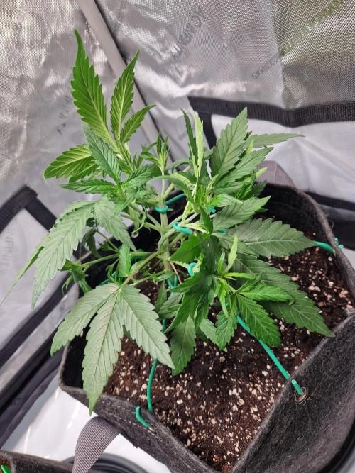 Cookies & Citrus Chronicles. Week 4