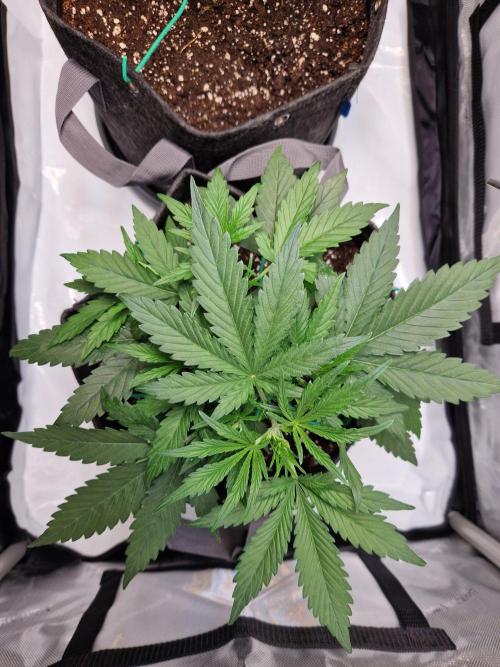 Cookies & Citrus Chronicles. Week 4