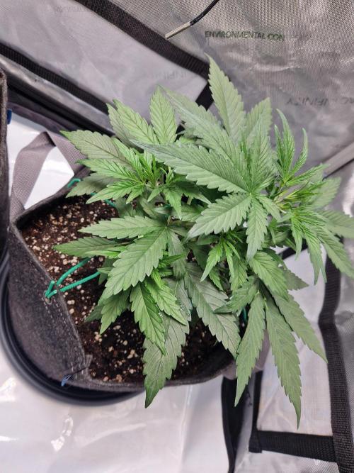 Cookies & Citrus Chronicles. Week 4