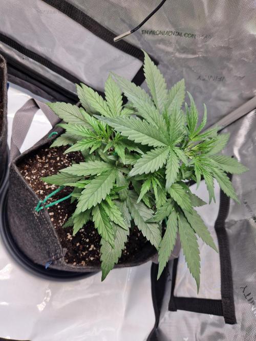 Cookies & Citrus Chronicles. Week 4