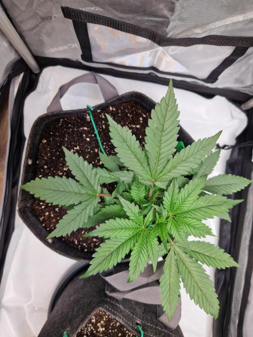 Cookies & Citrus Chronicles. Week 4