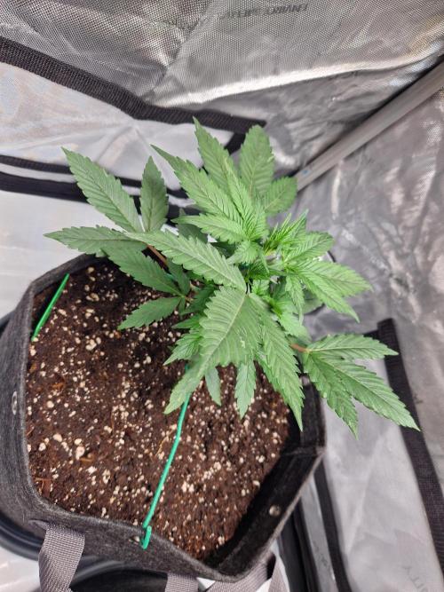 Cookies & Citrus Chronicles. Week 4