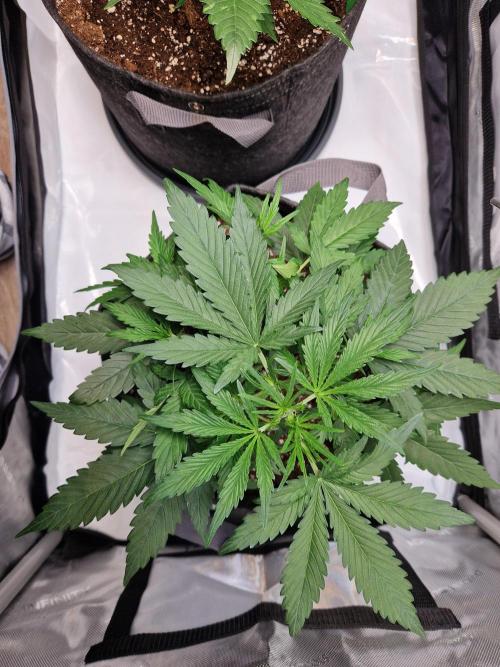 Cookies & Citrus Chronicles. Week 4