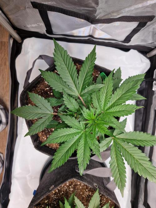 Cookies & Citrus Chronicles. Week 4