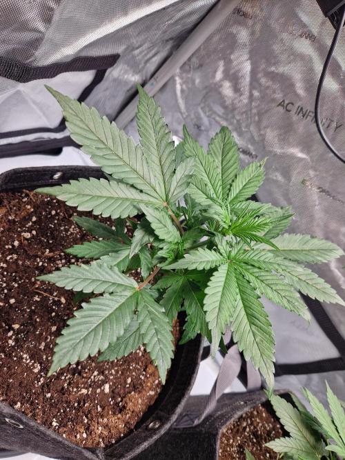 Cookies & Citrus Chronicles. Week 4