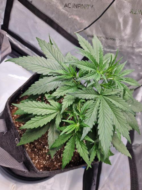 Cookies & Citrus Chronicles. Week 4