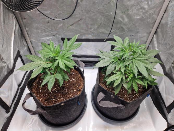 Cookies & Citrus Chronicles. Week 4