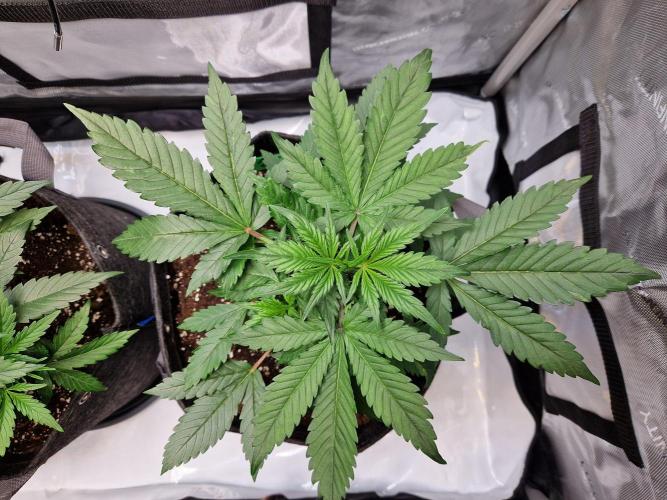 Cookies & Citrus Chronicles. Week 5
