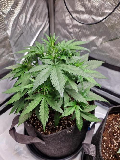 Cookies & Citrus Chronicles. Week 5