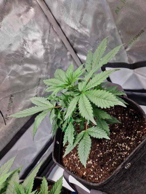 Cookies & Citrus Chronicles. Week 5