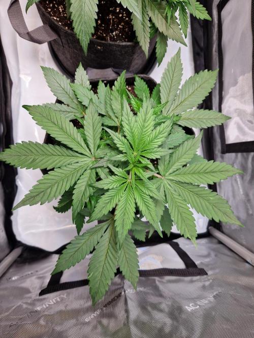 Cookies & Citrus Chronicles. Week 5