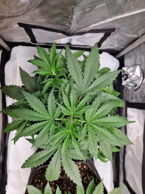 Cookies & Citrus Chronicles. Week 5