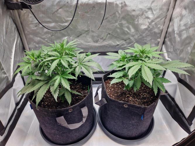 Cookies & Citrus Chronicles. Week 5