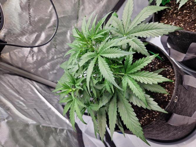 Cookies & Citrus Chronicles. Week 5