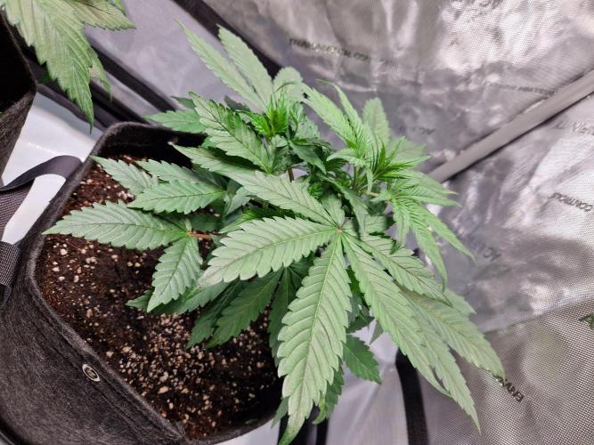 Cookies & Citrus Chronicles. Week 5