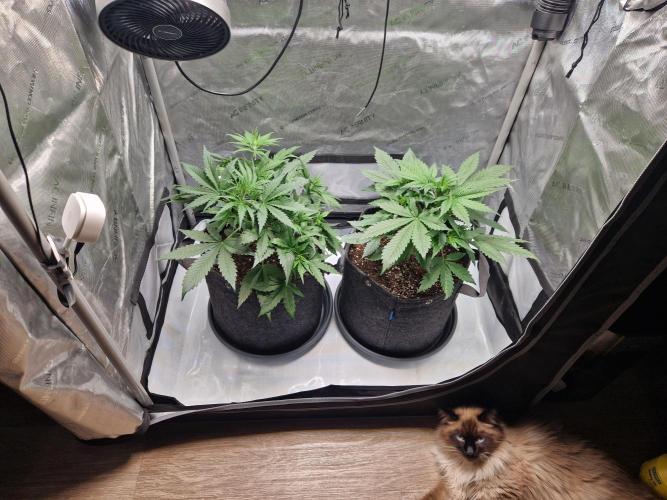 Cookies & Citrus Chronicles. Week 5