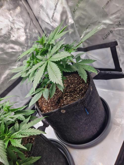 Cookies & Citrus Chronicles. Week 5