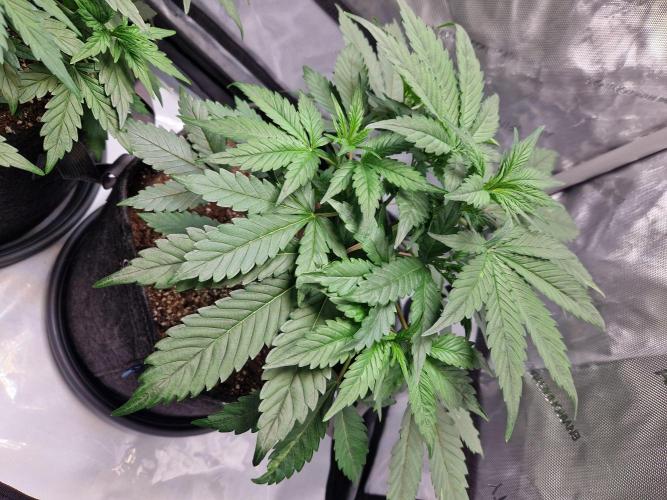 Cookies & Citrus Chronicles. Week 5