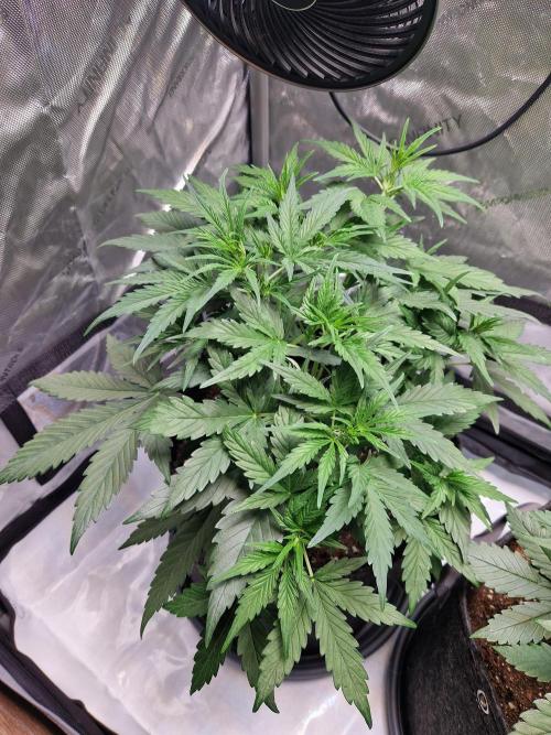 Cookies & Citrus Chronicles. Week 5