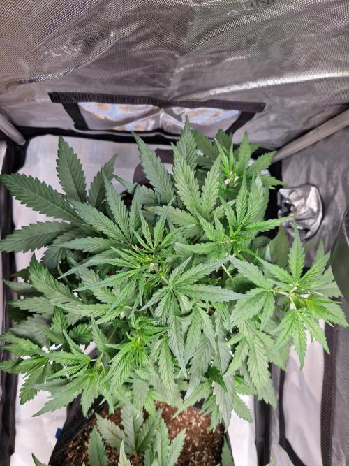 Cookies & Citrus Chronicles. Week 5