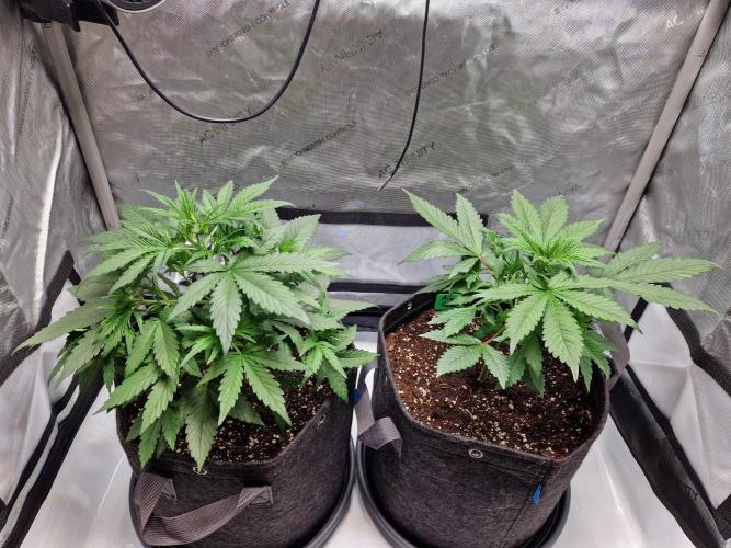 Cookies & Citrus Chronicles. Week 5