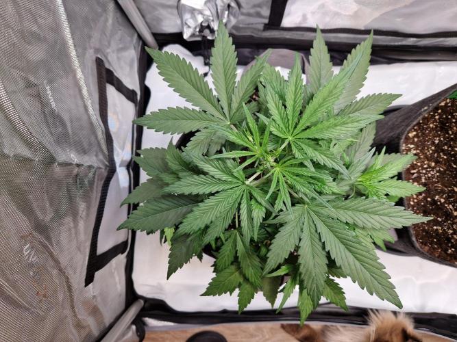 Cookies & Citrus Chronicles. Week 5