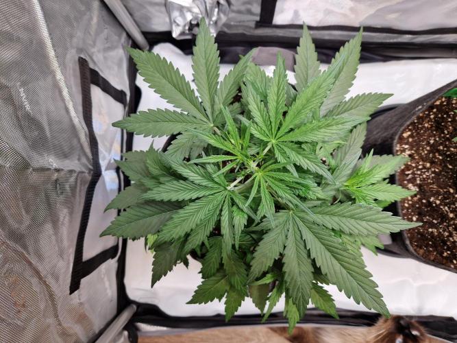 Cookies & Citrus Chronicles. Week 5