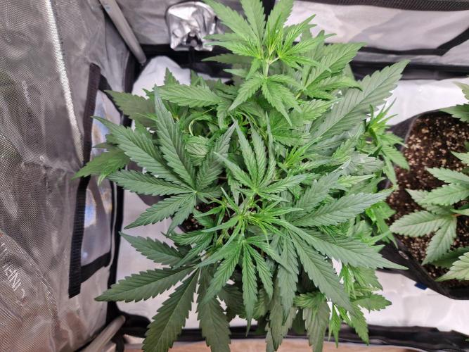 Cookies & Citrus Chronicles. Week 5