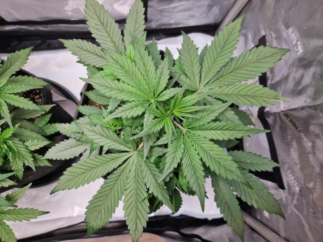 Cookies & Citrus Chronicles. Week 5